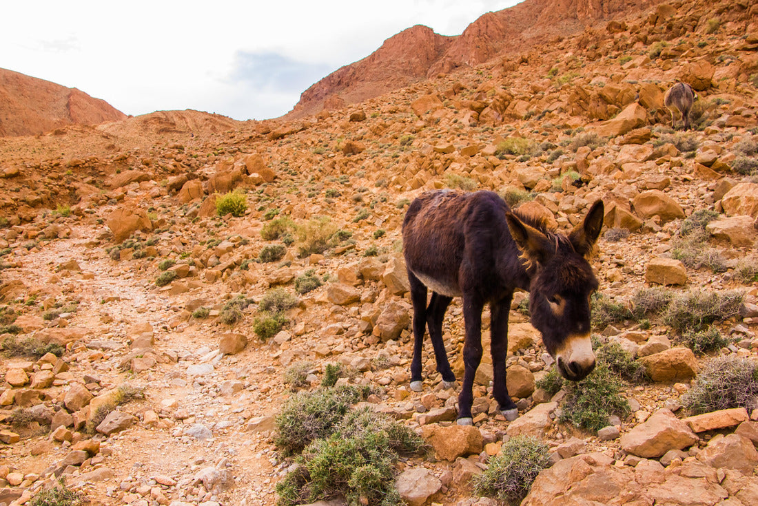 Atlas Mountains Donkey, Tinghir, Morocco in Africa 2000pc Puzzle