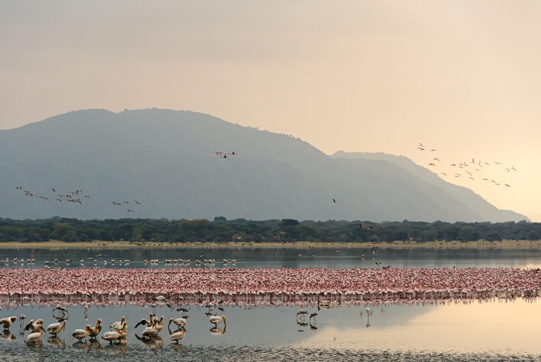 Flamingos gather at dawn in Lake Manyara, Tanzania 2000pc Puzzle