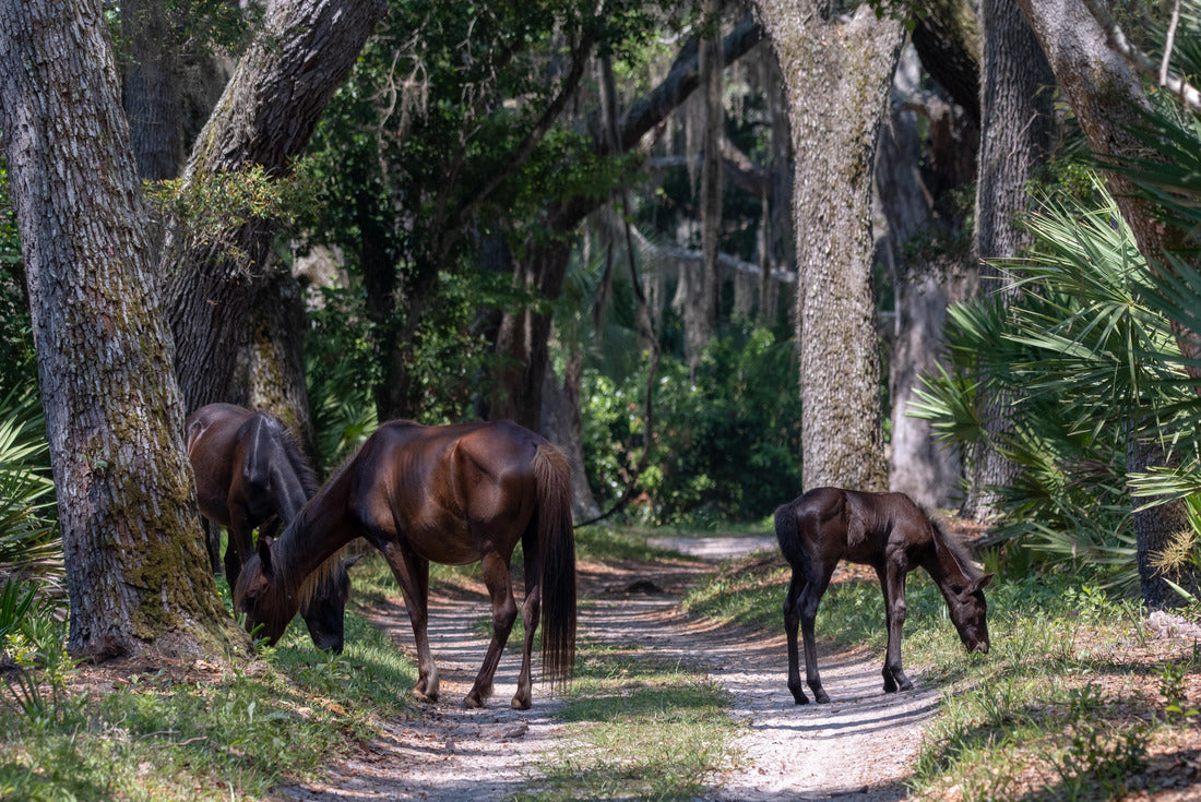 Noah Jigsaw Puzzle Wild horses at Cumberland Island National Seashore 2000 pieces