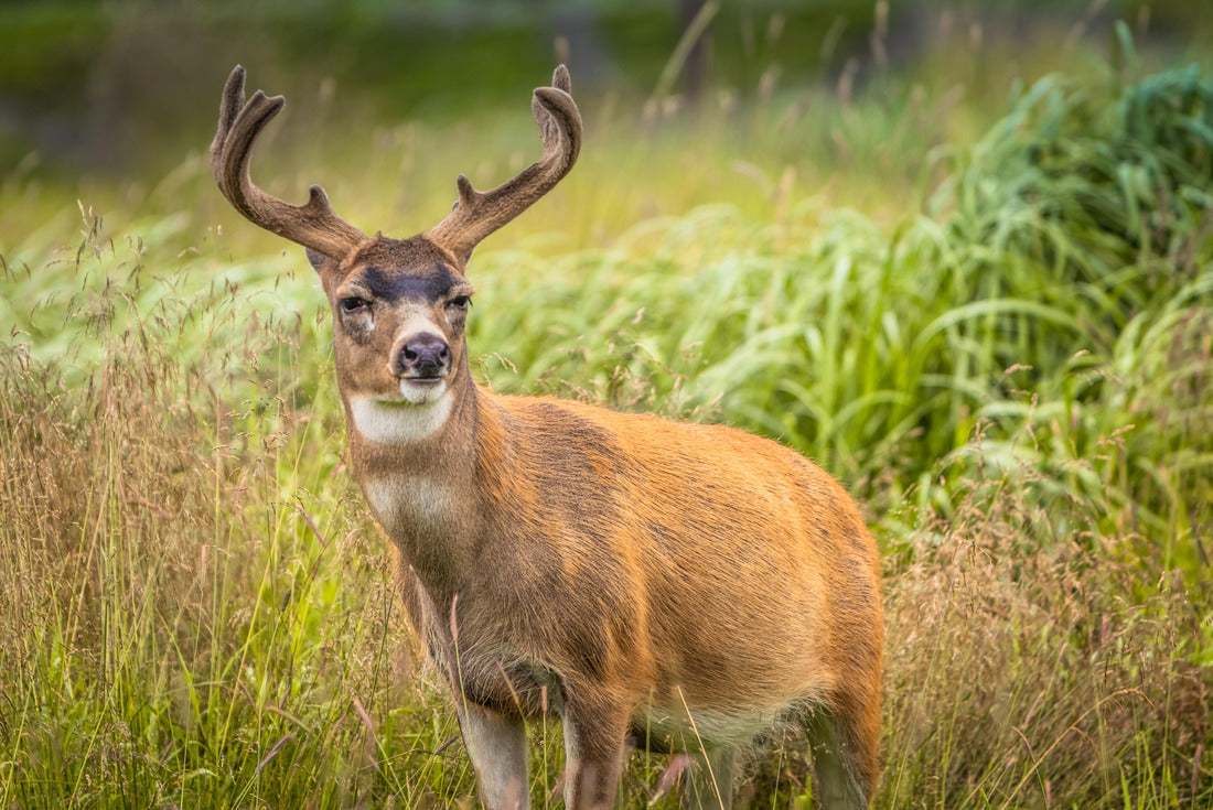 Noah Jigsaw Puzzle Sitka Black-tailed Deer Buck Rutting in Tall Grass 2000 pieces