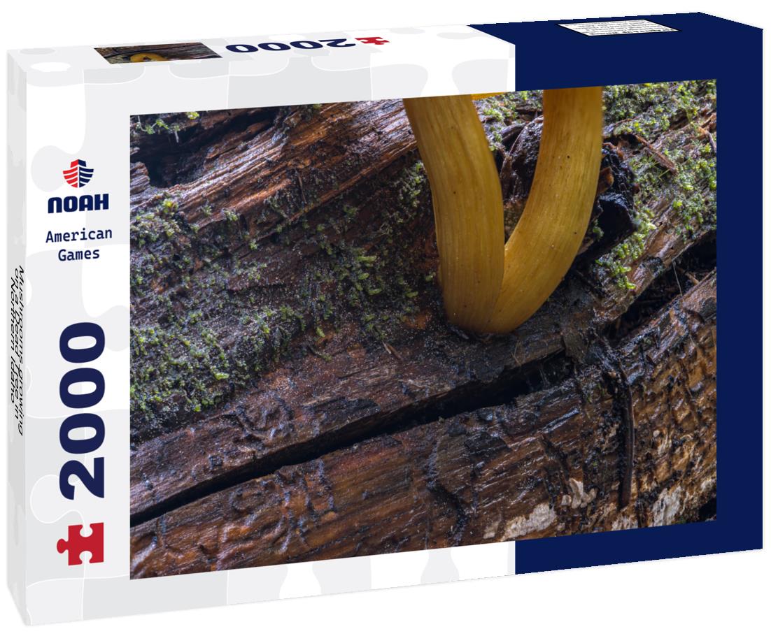 Noah Jigsaw Puzzle Mushrooms growing on a Dead Tree in Northern Idaho 2000 pieces