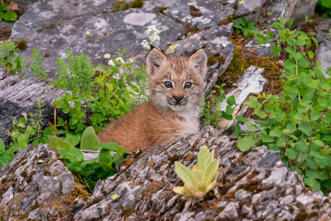 Canadian Lynx cubs playing in the grass in Montana 2000pc Puzzle