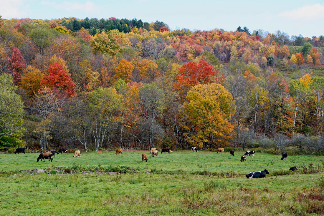 Autumn scene with cows in Delaware County New York 2000pc Puzzle