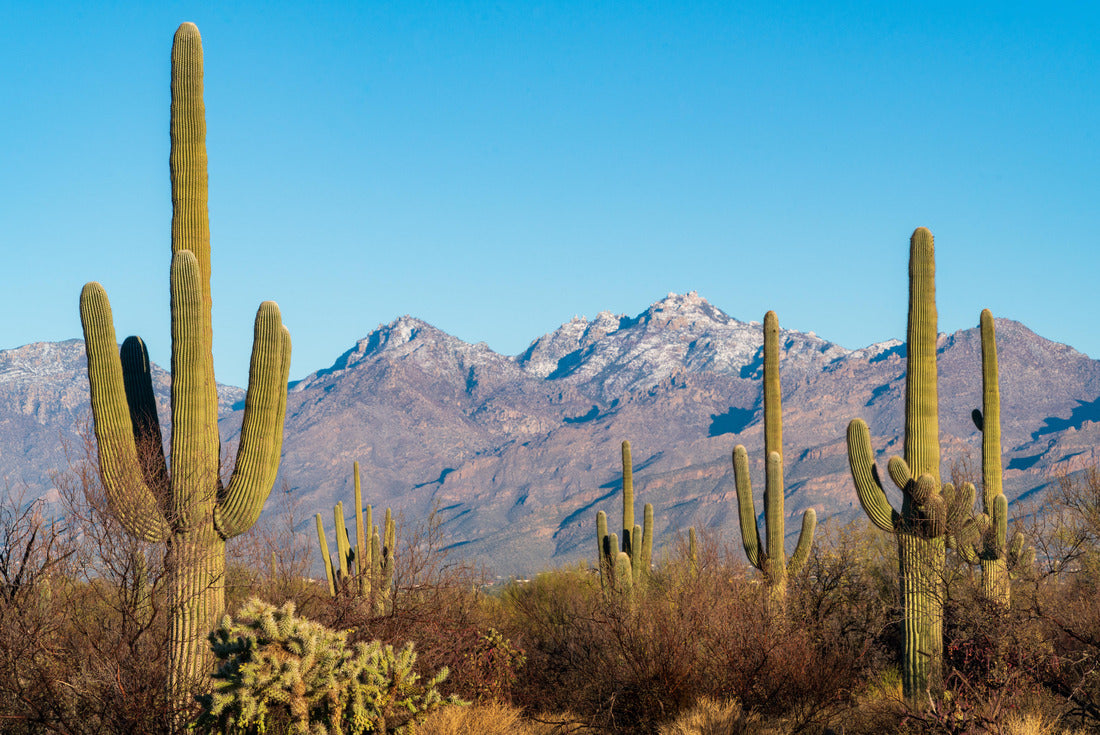 Noah Jigsaw Puzzle Cacti at Saguaro National Park in Southern Arizona 2000 pieces