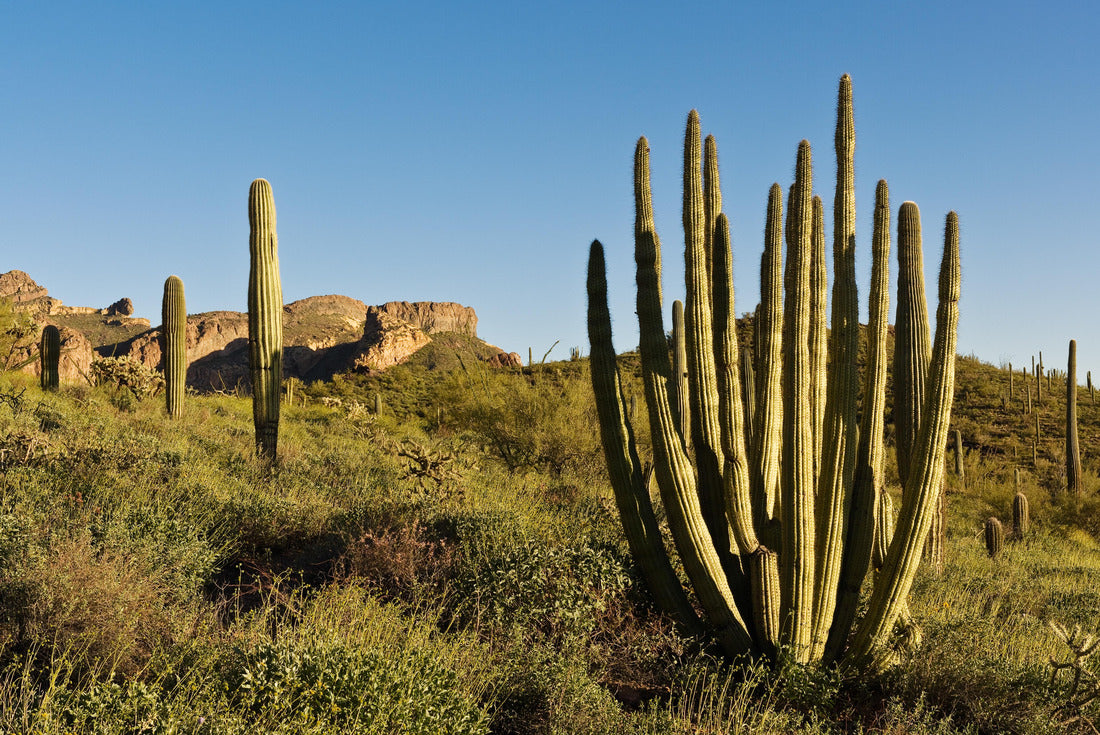 Noah Jigsaw Puzzle Organ Pipe Cactus National Monument, Arizona, USA 2000 pieces