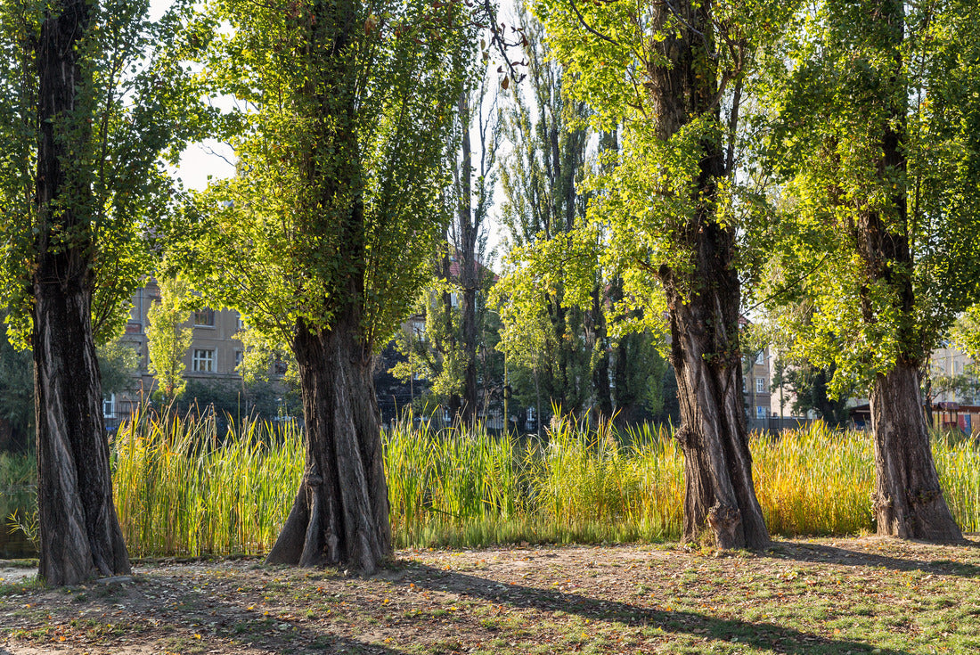 Mestsky or City park in Kosice old town, Slovakia 2000pc Puzzle