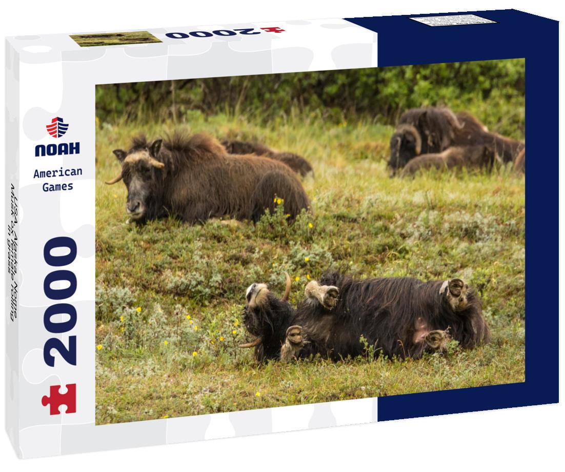 Noah Jigsaw Puzzle USA, Alaska, Nome Musk ox female rolling in grass 2000 pieces
