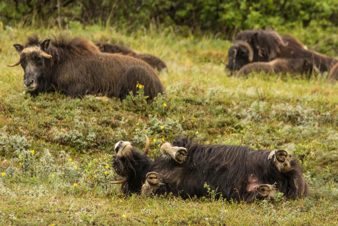 USA, Alaska, Nome Musk ox female rolling in grass 2000pc Puzzle
