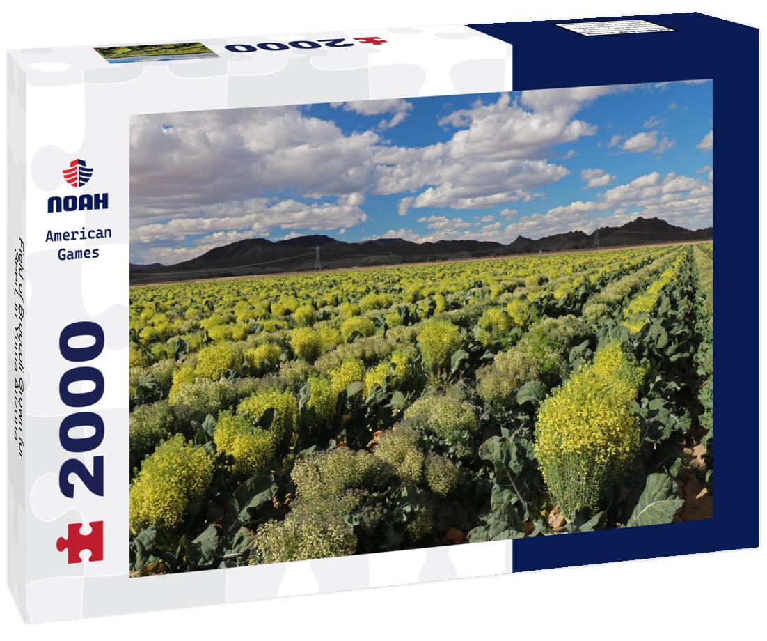 Noah Jigsaw Puzzle Field of Broccoli Grown for Seed, in Yuma Arizona 2000 pieces