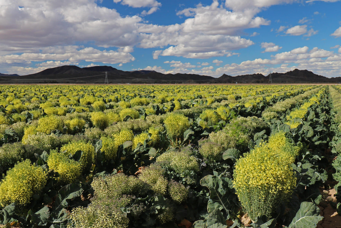 Field of Broccoli Grown for Seed, in Yuma Arizona 2000pc Puzzle