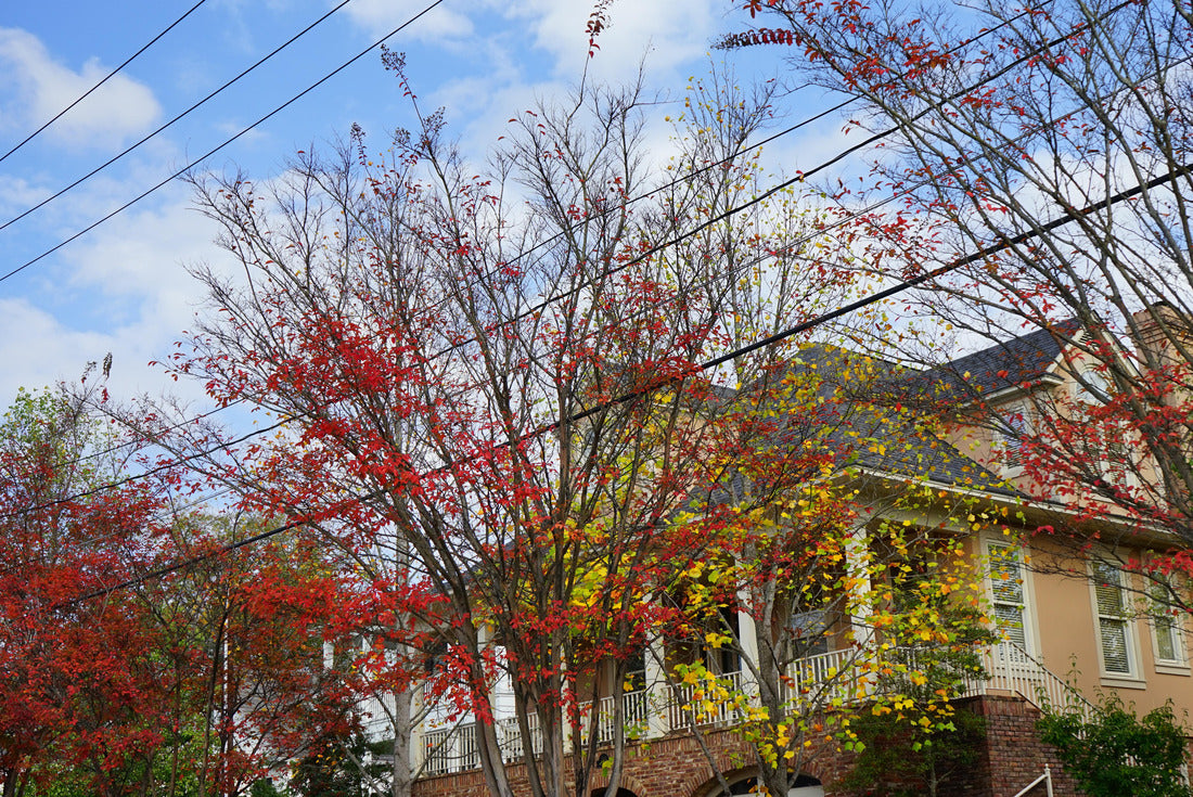 University of Mississippi campus autumn landscape 2000pc Puzzle