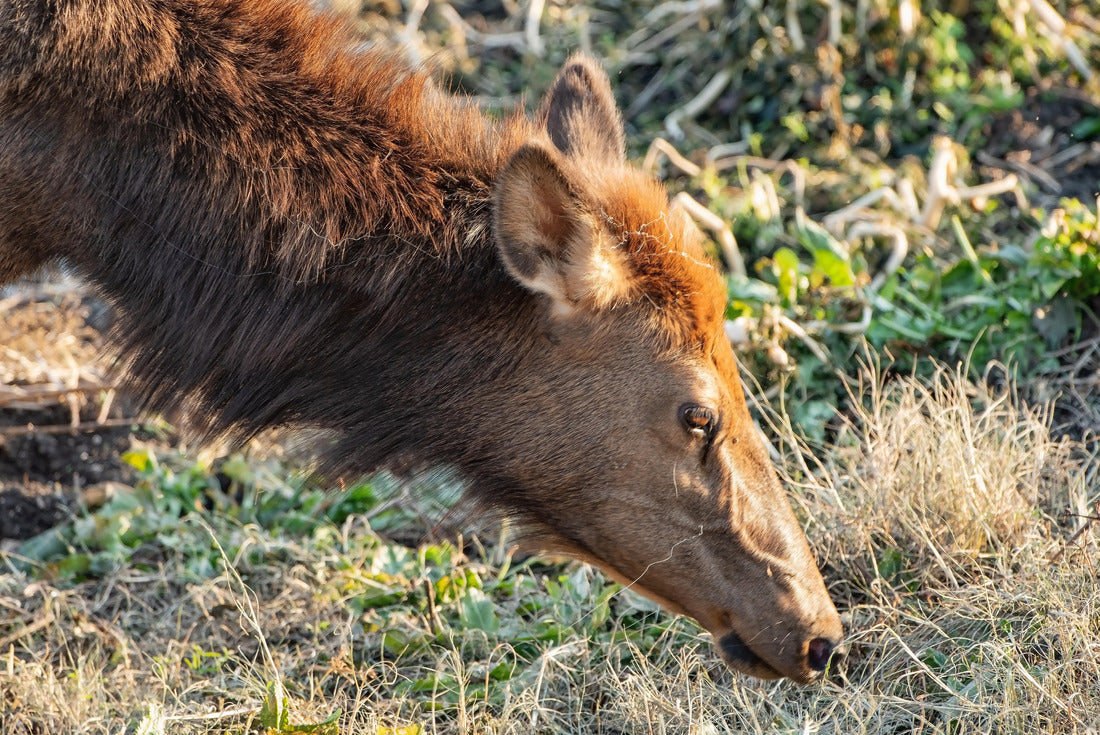 Noah Jigsaw Puzzle Close Up of Elk Cow Grazing in Autumn in Arkansas 2000 pieces
