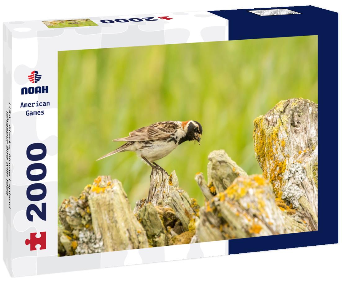 Noah Jigsaw Puzzle USA, Alaska, Nome Lapland longspur bird with food 2000 pieces