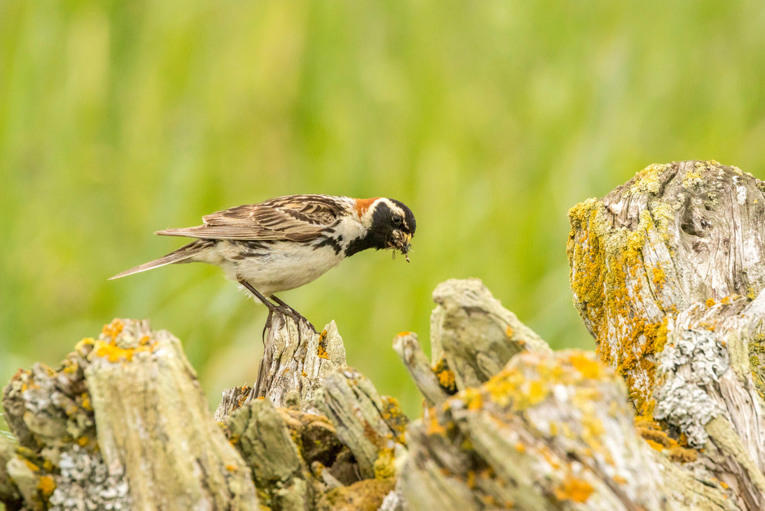 USA, Alaska, Nome Lapland longspur bird with food 2000pc Puzzle
