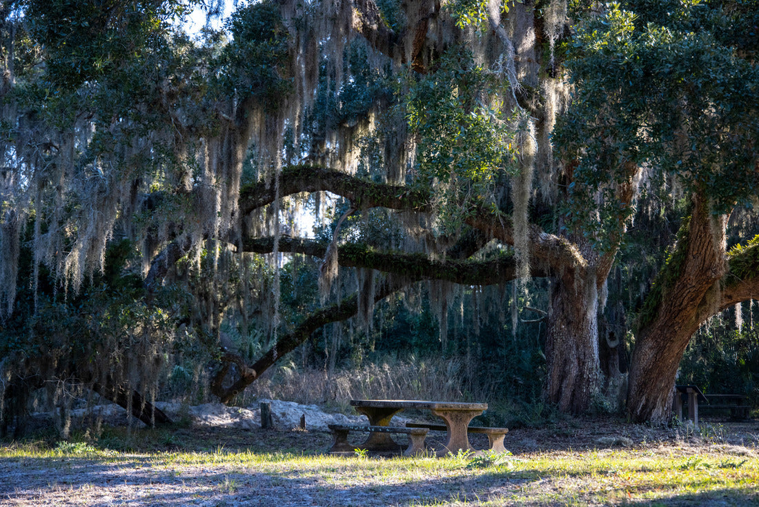 USA, Georgia, Jekyll Island, A walk on the island 2000pc Puzzle
