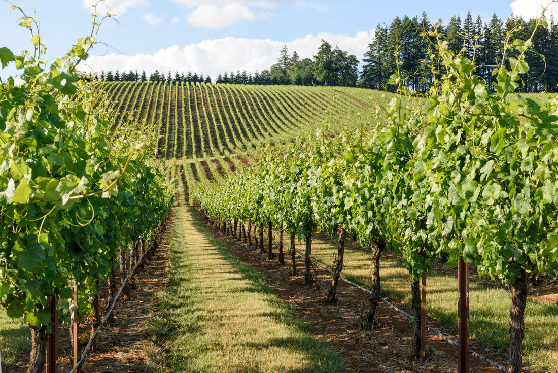 Springtime in the Grape Fields of Western Oregon 2000pc Puzzle