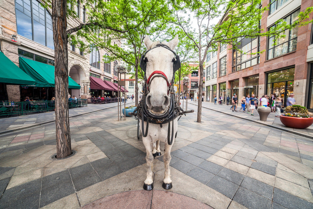 Noah Jigsaw Puzzle White horse on the promenade in Denver, Colorado 2000 pieces