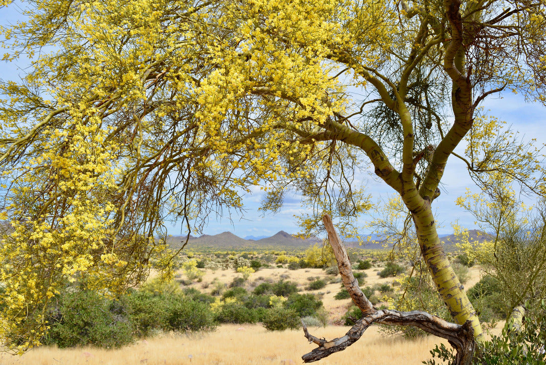 Noah Jigsaw Puzzle Lost Dutchman State Park Mesa Arizona Palo Verde 2000 pieces