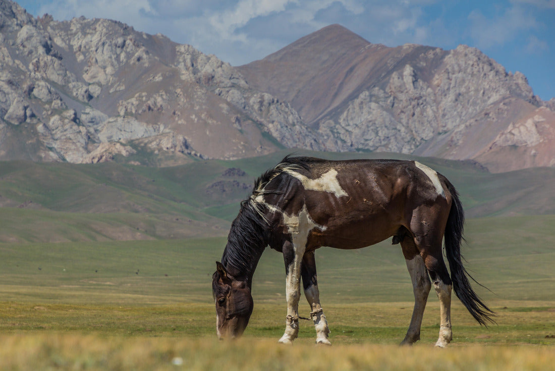 Horse on a meadow in the mountains of Kyrgyzstan 2000pc Puzzle