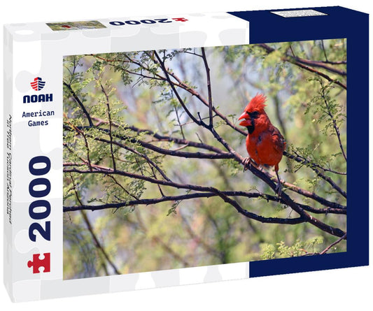 Noah Jigsaw Puzzle Northern Cardinal Perched in Tree Tucson Arizona 2000 pieces