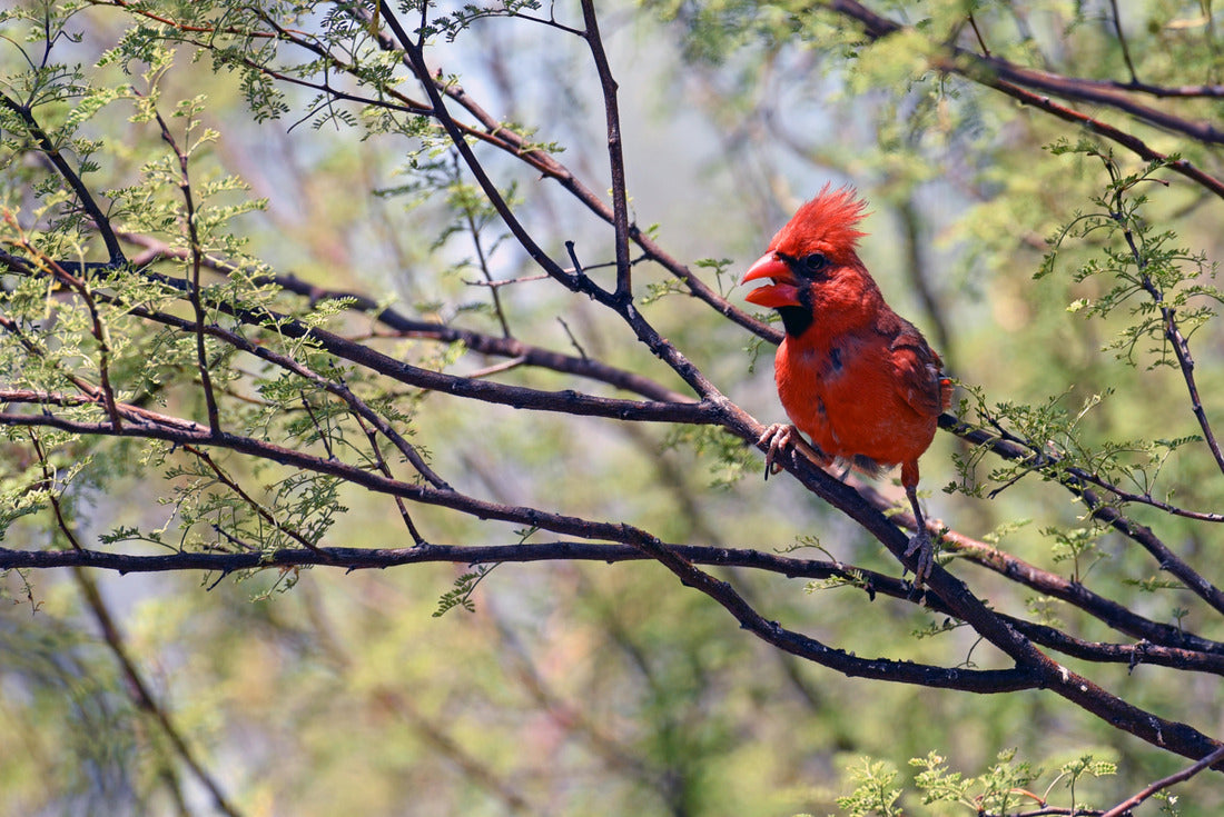 Noah Jigsaw Puzzle Northern Cardinal Perched in Tree Tucson Arizona 2000 pieces