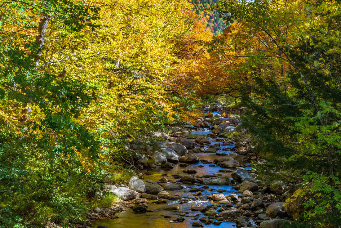 Noah Jigsaw Puzzle Maine-White Mountian National Forest-Evans Brook 2000 pieces