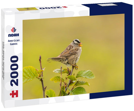 Noah Jigsaw Puzzle USA, Alaska, Nome White-crowned sparrow singing 2000 pieces