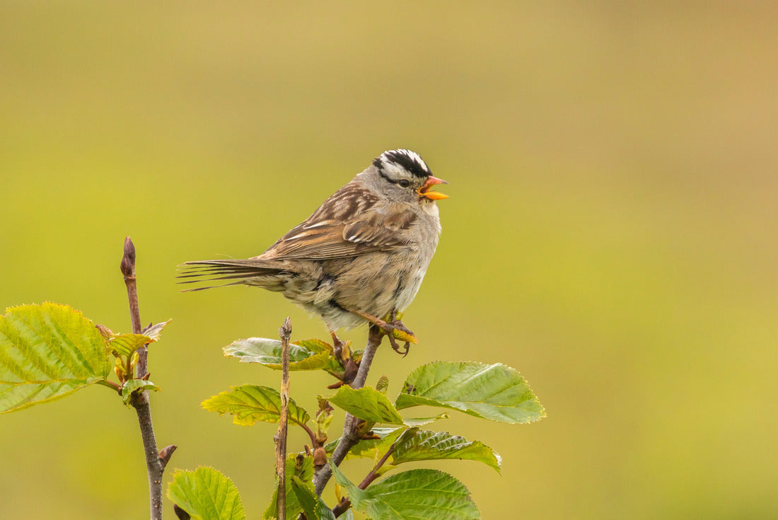 USA, Alaska, Nome White-crowned sparrow singing 2000pc Puzzle