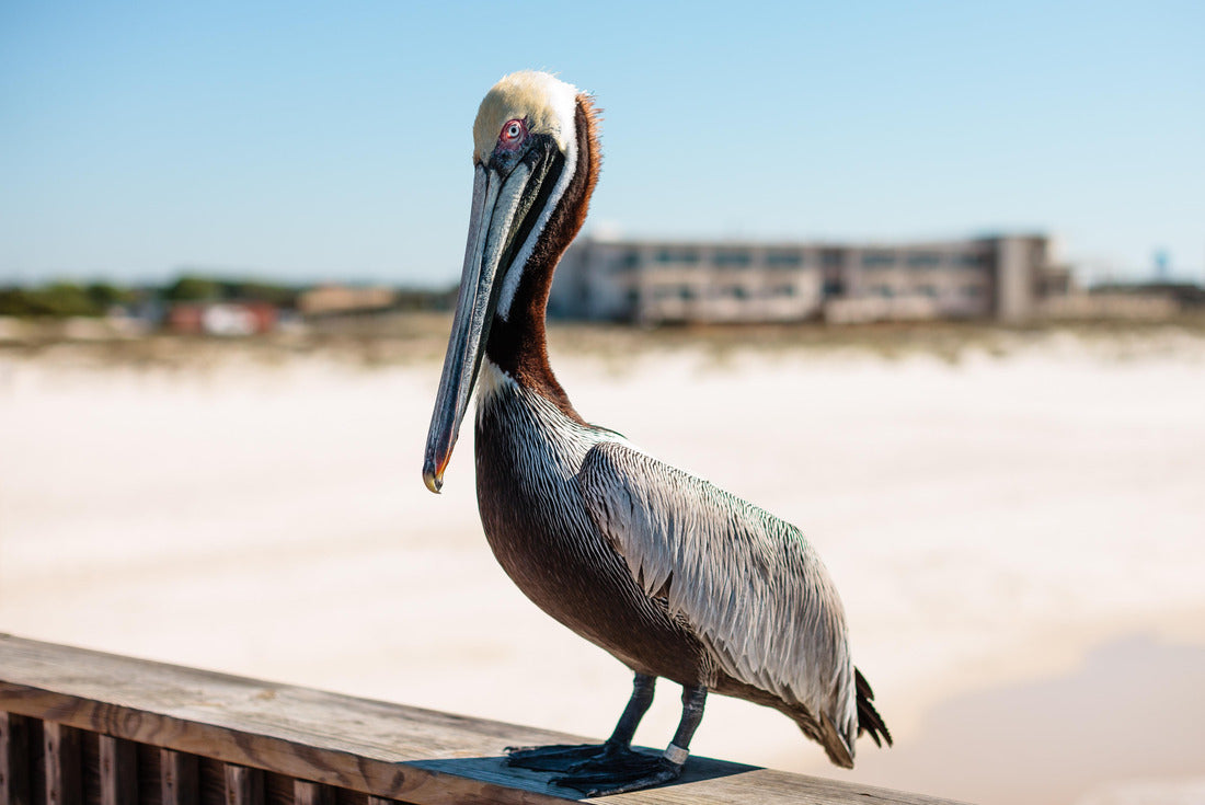 Pelican on Fishing Pier in Gulf Shores, Alabama 2000pc Puzzle