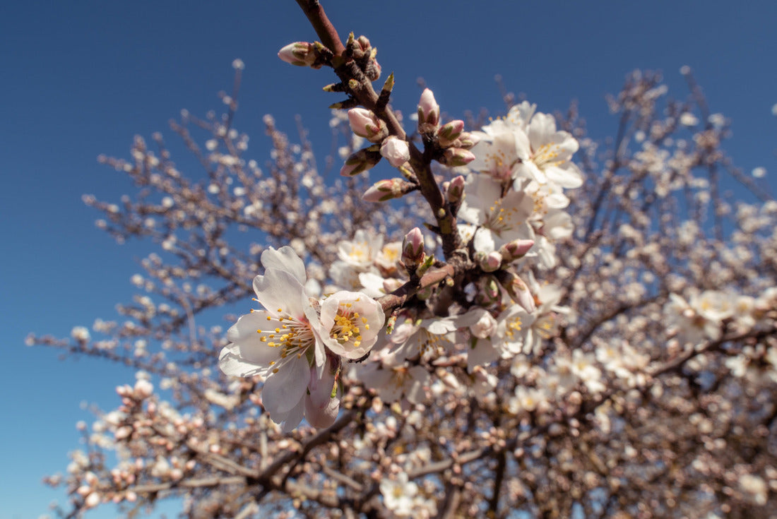 Noah Jigsaw Puzzle Flowers On Almond Trees Near Fresno, California 2000 pieces