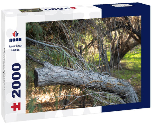 Noah Jigsaw Puzzle fall colors on the salt river near mesa Arizona 2000 pieces