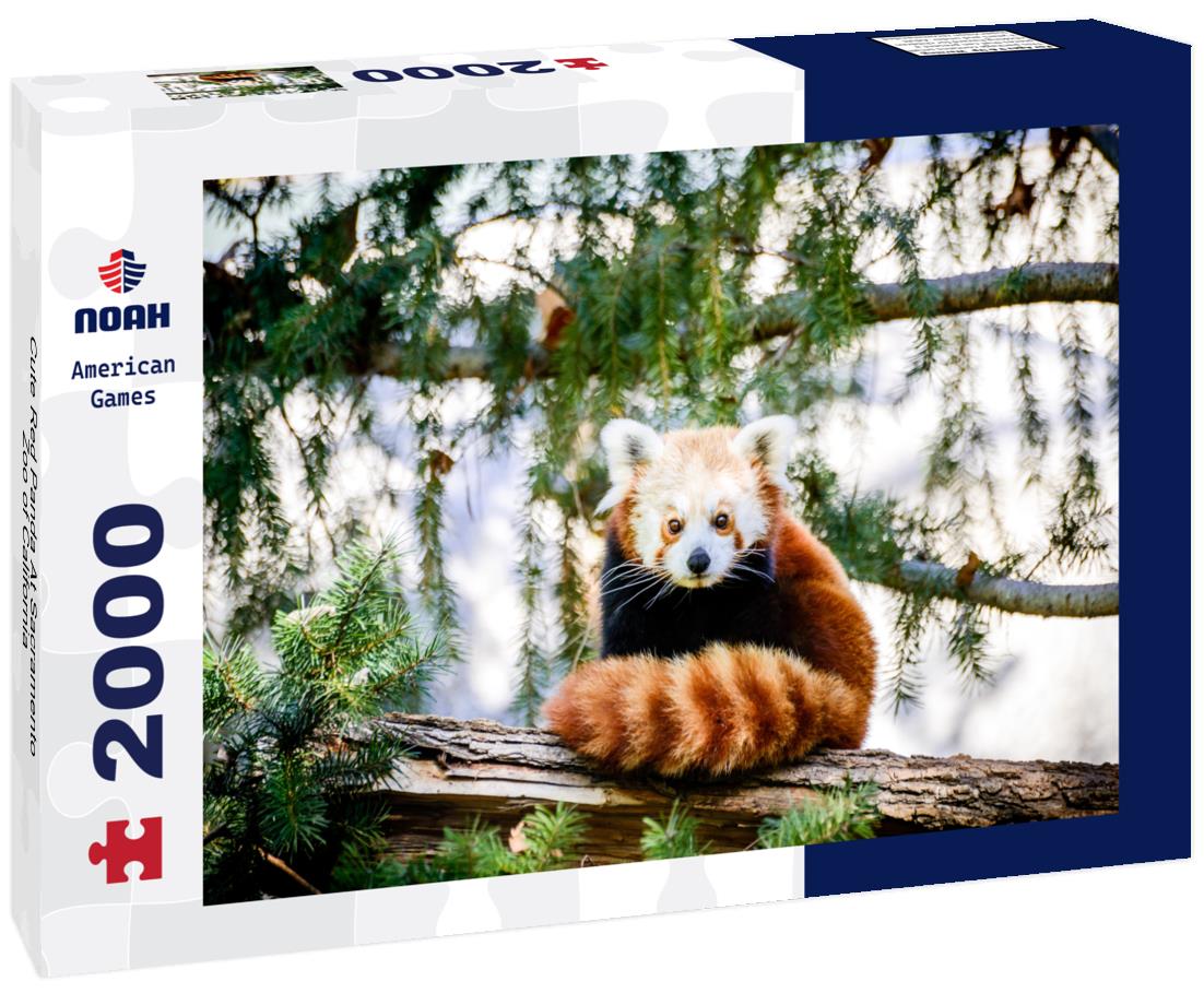 Noah Jigsaw Puzzle Cute Red Panda At Sacramento Zoo of California 2000 pieces