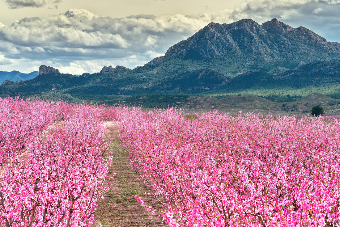 Noah Jigsaw Puzzle Blossoms of fruit trees in Cieza in Murcia 2000 Pieces