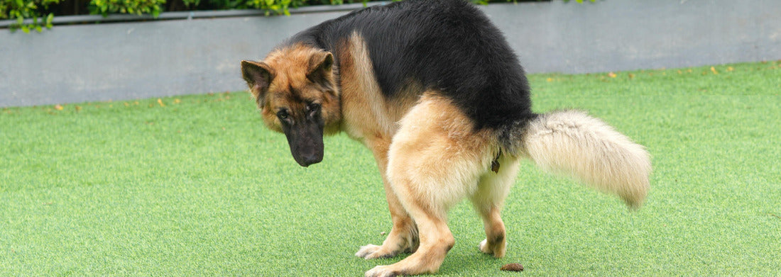 Noah Jigsaw Puzzle Dalvik, Iceland Panorama 1000 Pieces