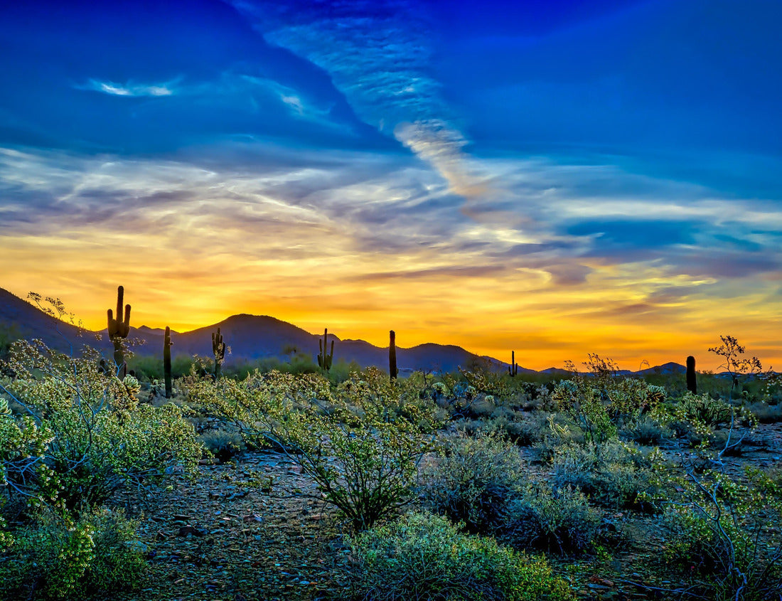 Noah Jigsaw Puzzle Blue and gold sunrise - the desert flora in full bloom provides a backdrop for a colorful Scottsdale, Arizona sunrise rich in golds and blues 1000 Pieces