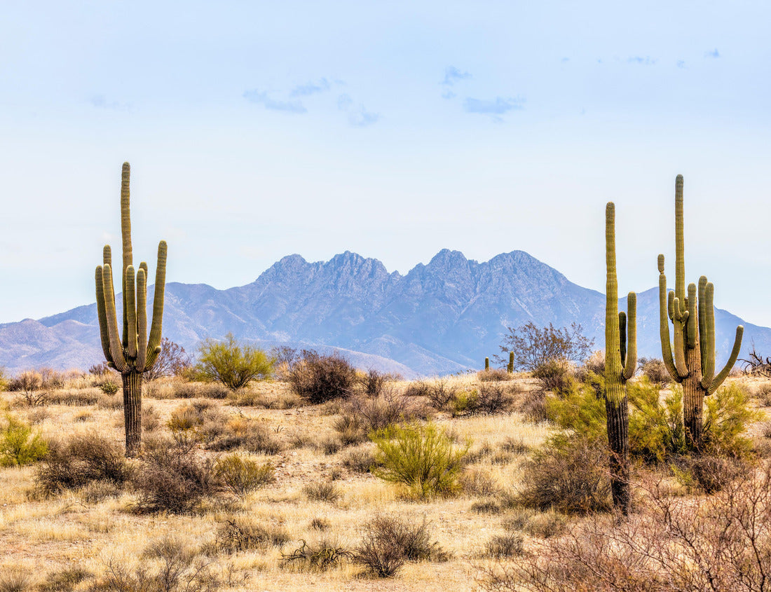 Noah Jigsaw Puzzle Four Peaks, a prominent landmark of the Mazatzal Mountains on the eastern skyline of Phoenix, Arizona, is framed by a tall saguaro cacti in the desert 1000 Pieces