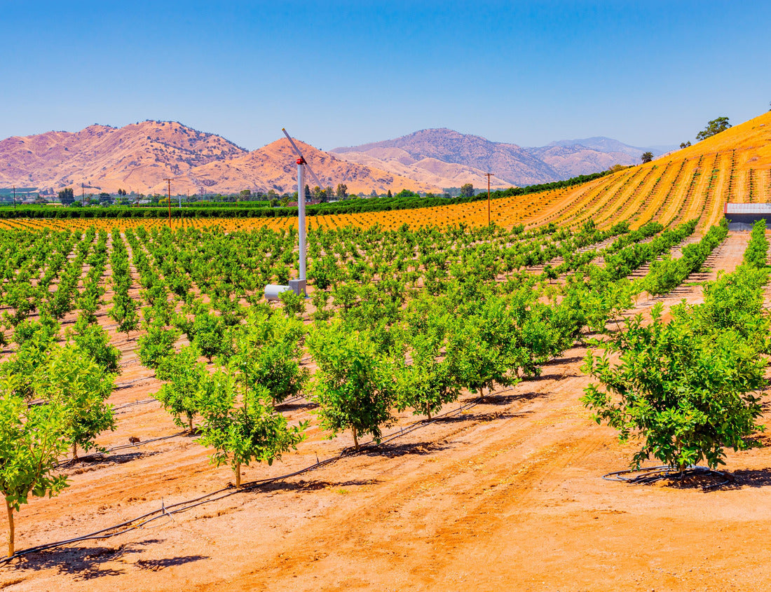 Noah Jigsaw Puzzle The San Joaquin Valley is full of towering mist trees and young citrus trees and surrounded by other orchards in the agricultural center of California, near Visalia and Fresno 1000 Pieces