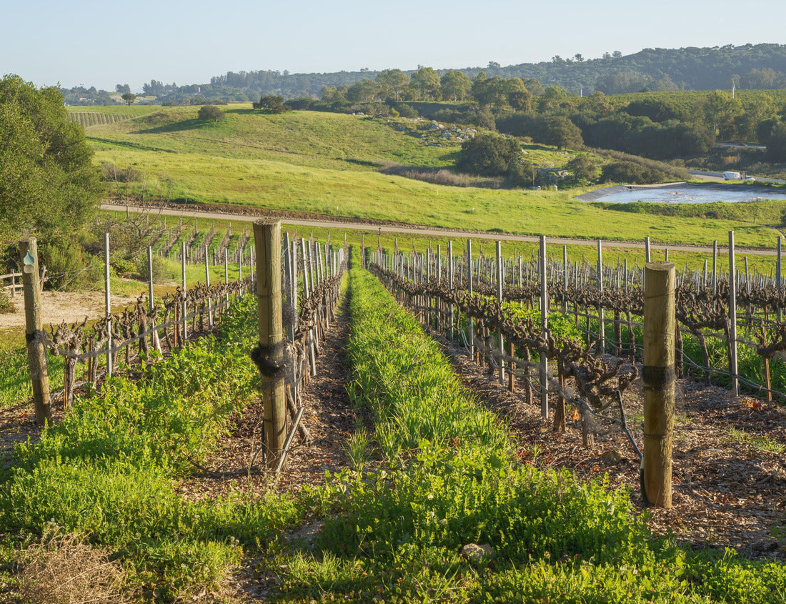 Noah Jigsaw Puzzle A bunch of grapes in a row, green hills and oak trees. Beautiful view of the San Luis Obispo Valley in California in late winter 1000 Pieces