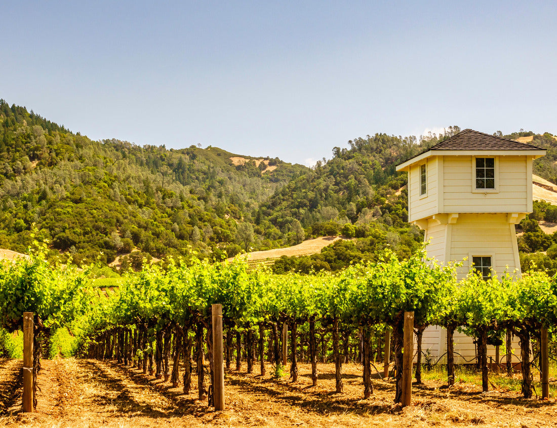 Noah Jigsaw Puzzle Part of vineyard with watchtower in Sonoma Valley, northern California, USA 1000 Pieces
