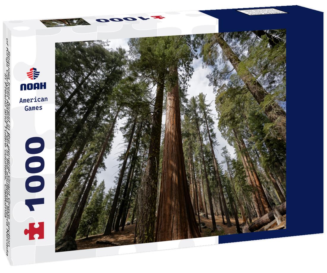 Noah Jigsaw Puzzle Sequoia trees forest in the general Grant Grove section of Kings Canyon National Park in the southern Sierra Nevada, in Fresno and Tulare counties, California 1000 Pieces