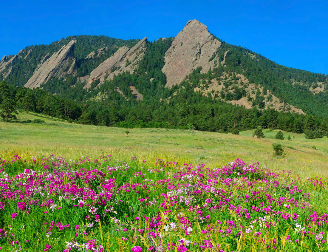 Noah Jigsaw Puzzle Boulder Colorado Iconic Flatirons with a history of sweet peas 1000 Pieces