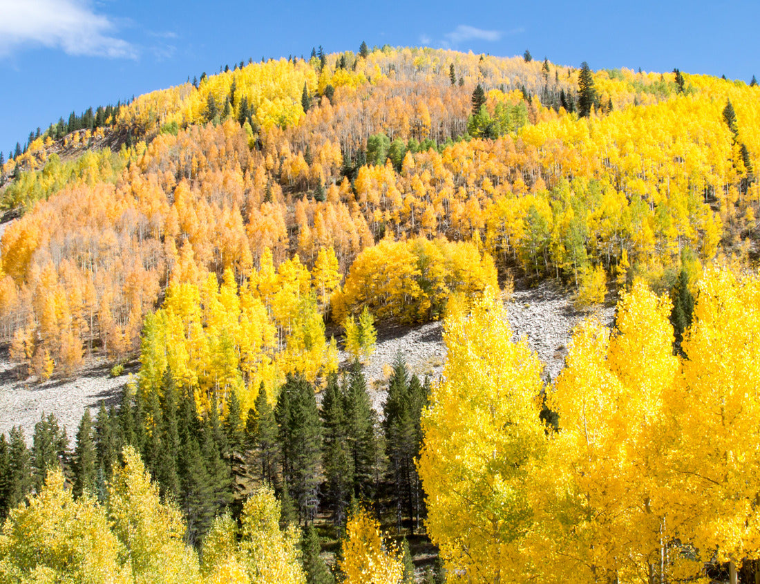 Noah Jigsaw Puzzle Bright yellow and gold aspen on a hilltop in Colorado 1000 Pieces