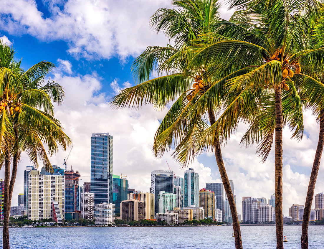 Noah Jigsaw Puzzle Miami, Florida, USA tropical skyline in the city center 1000 Pieces