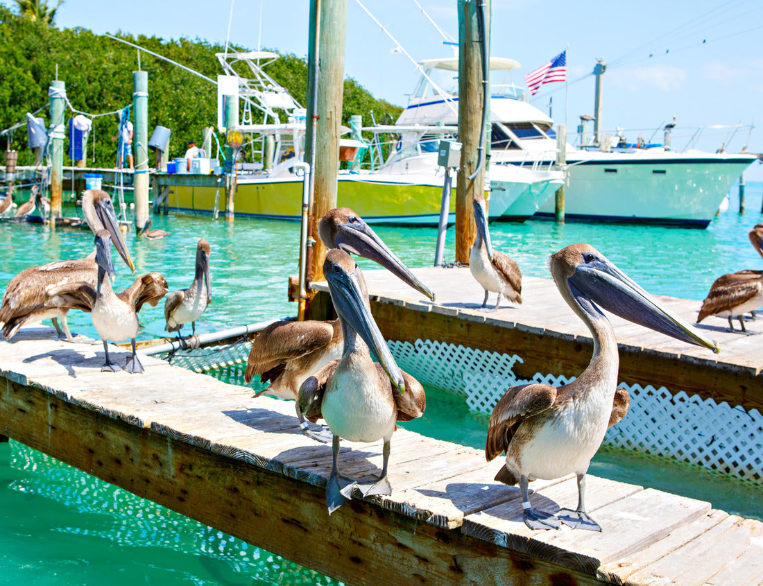 Noah Jigsaw Puzzle Big brown pelicans in the harbor of Islamorada, Florida Keys. Waiting for fish in the marina of Robbie 1000 Pieces