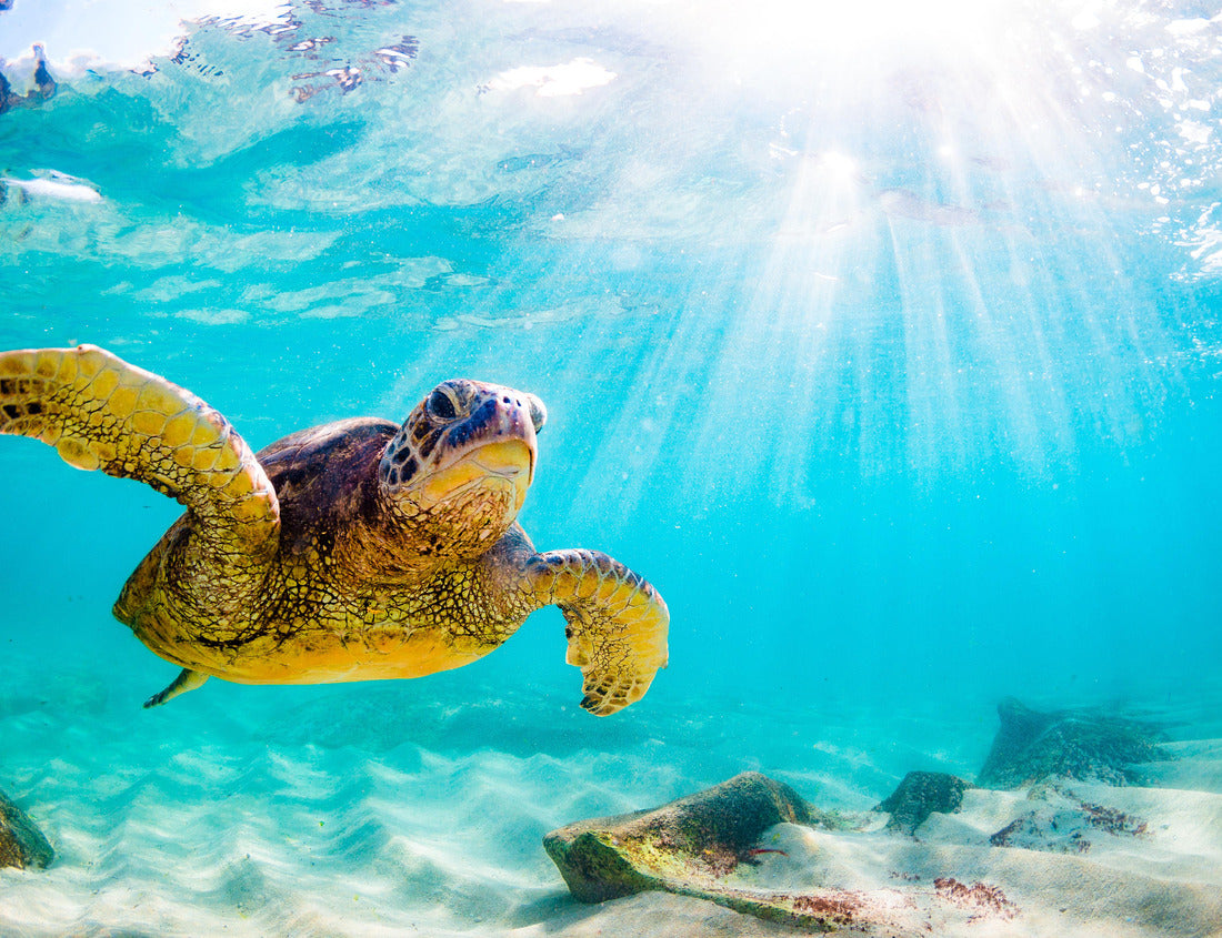 Noah Jigsaw Puzzle endangered Hawaiian turtle cruise in the warm waters of the Pacific Ocean in Hawaii 1000 Pieces