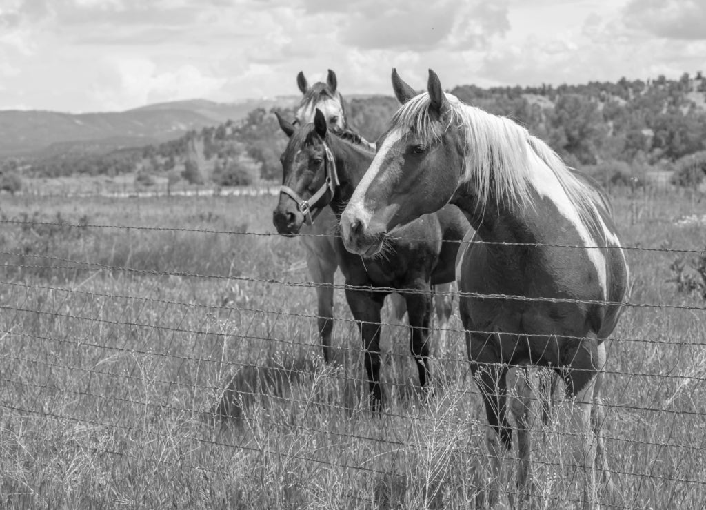 Quarter Horses and barbed wire fence in pasture, Durango, Colorado in black white