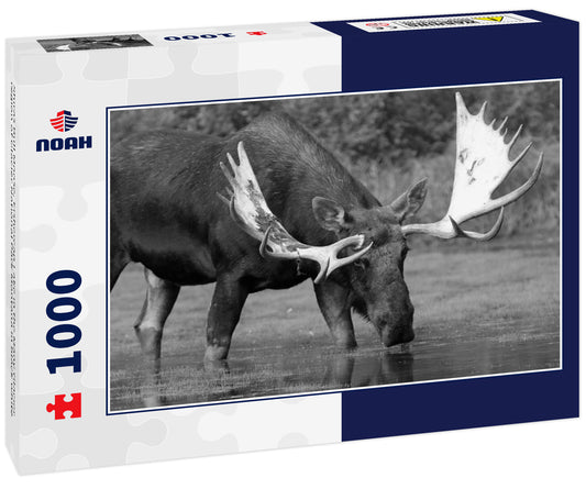 Shiras Bull Moose, Fishercap Lake in the Many Glacier region of Glacier National Park Montana in black white