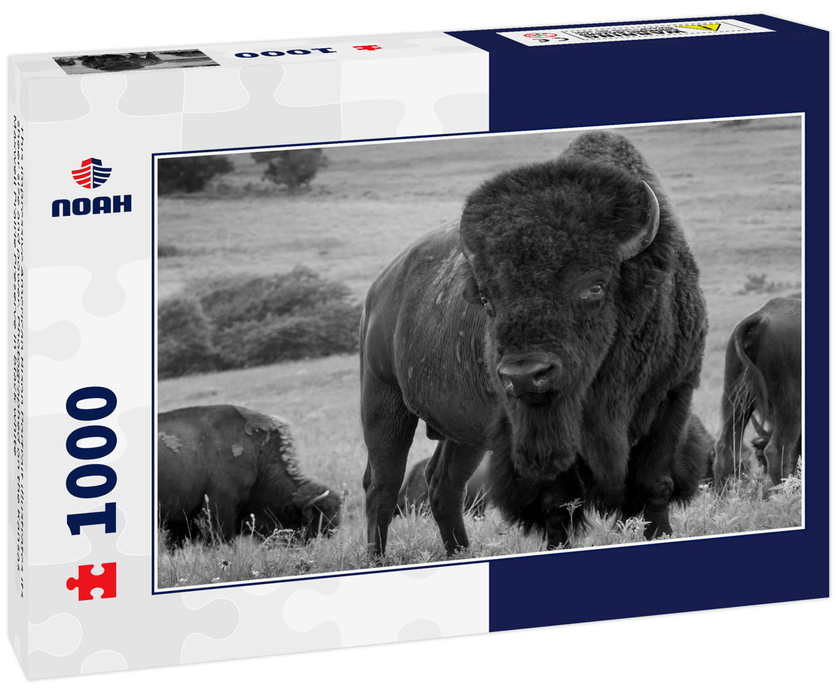 This impressive American Bison Portrait illustrates its sheer size and power. Photographed on the Kansas Maxwell Prairie Preserve in black white