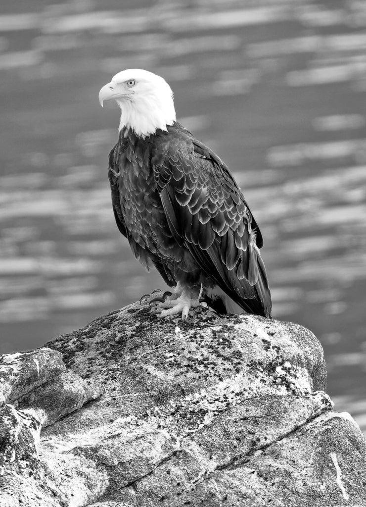 Eagle Standing on Rock in Haines, Alaska in black white