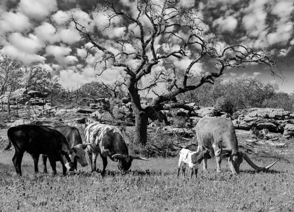 Texas cattle grazing in black white